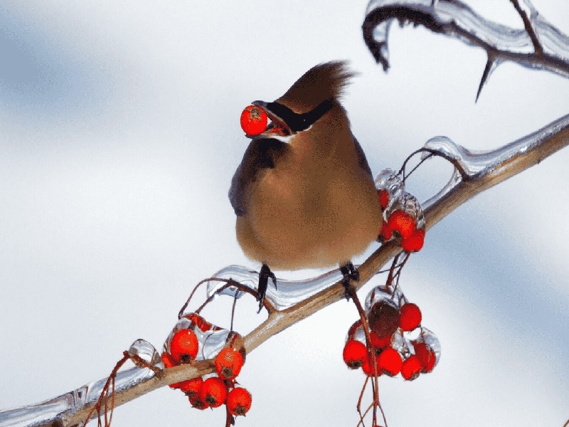 第十二次产检（37周）
